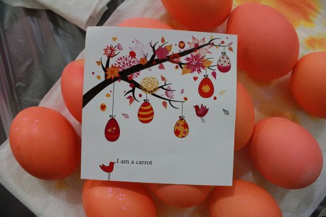 orange eggs