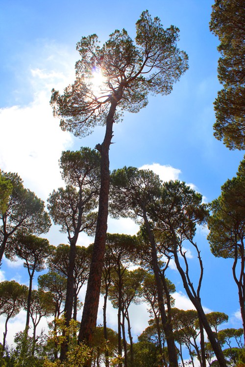 la maison de la foret