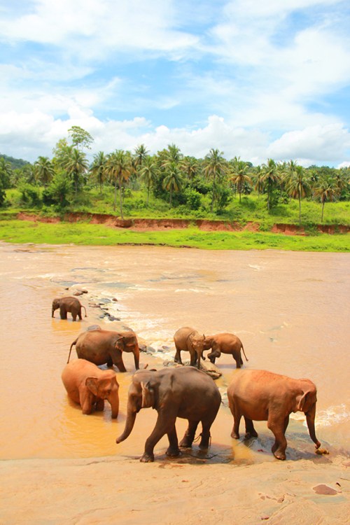 pinnawala elephant orphanage