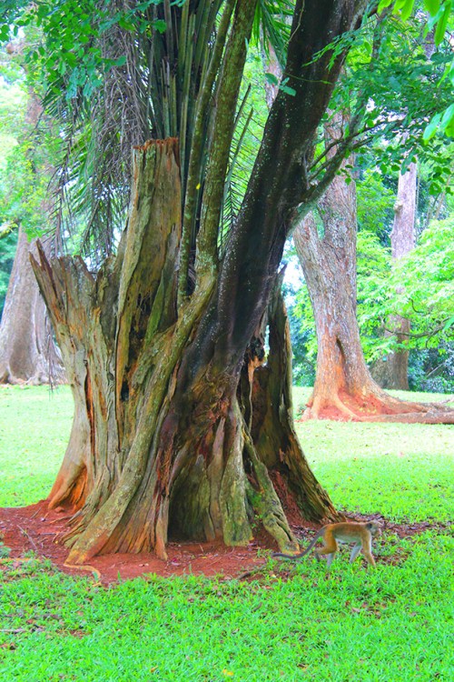 royal botanical gardens Peradeniya