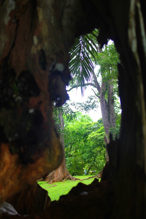 royal botanical gardens Peradeniya