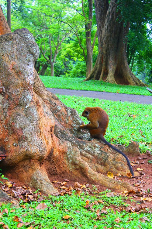 royal botanical gardens Peradeniya