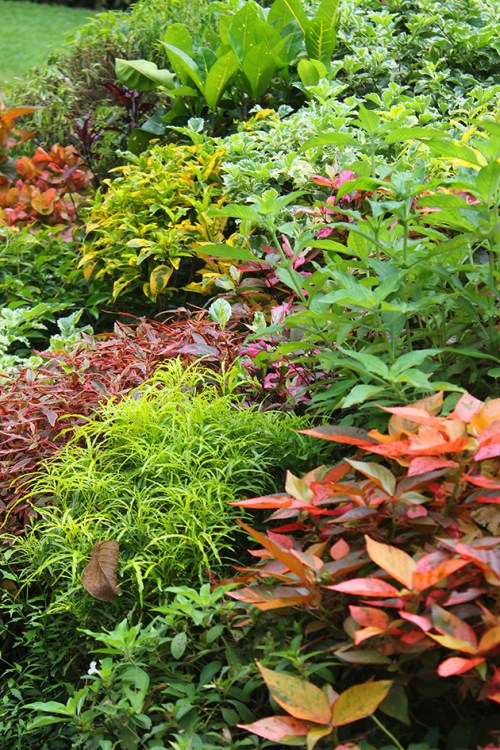 royal botanical gardens Peradeniya