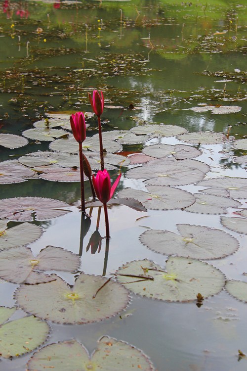 royal botanical gardens Peradeniya