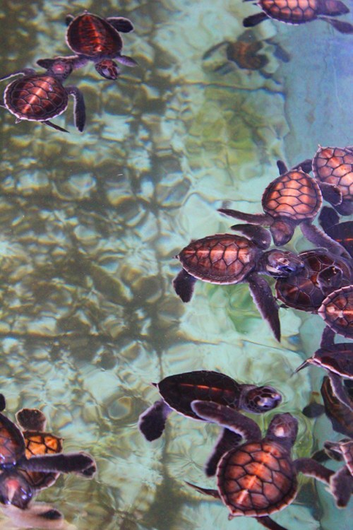 sea turtle hatchery