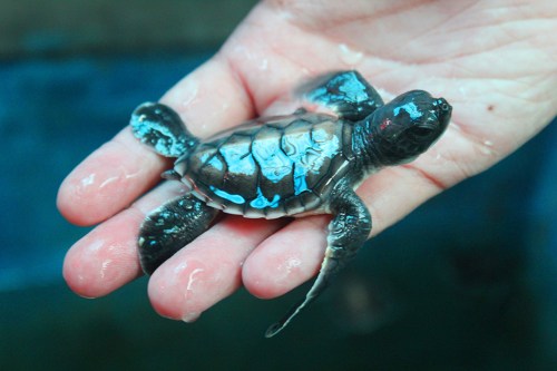 sea turtle hatchery