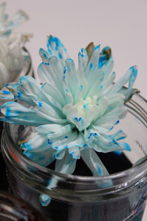 Color changing flowers experiment