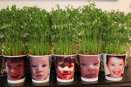 planting seeds for st barbara